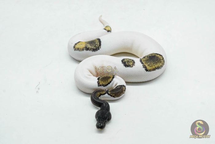 6044-3-1.jpg 6044 0.1 BLACKHEAD LEOPARD MOJAVE PIED - Image 3