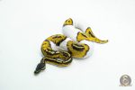 6046 1.0 BLACKHEAD PIED