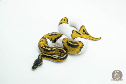 6046 1.0 BLACKHEAD PIED