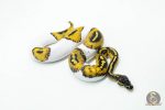 6046 1.0 BLACKHEAD PIED - Image 2