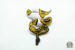 6046 1.0 BLACKHEAD PIED - Image 3