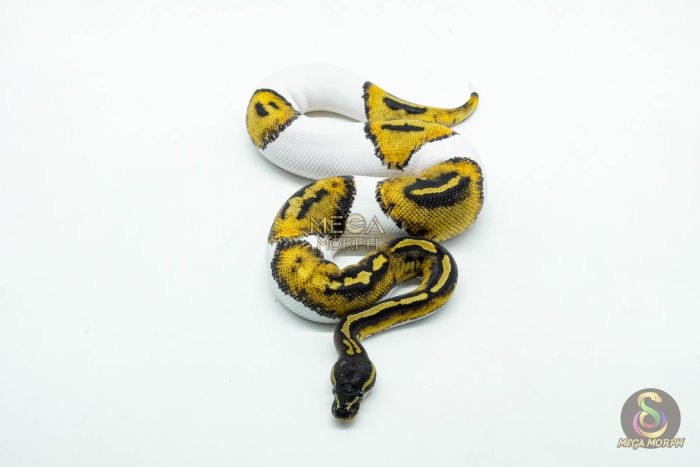 6046-3-1.jpg 6046 1.0 BLACKHEAD PIED - Image 3