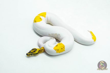 6049 0.1 ORANGE DREAM LEOPARD FIRE YELLOW BELLY PIED
