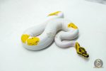 6049 0.1 ORANGE DREAM LEOPARD FIRE YELLOW BELLY PIED - Image 2