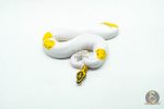 6049 0.1 ORANGE DREAM LEOPARD FIRE YELLOW BELLY PIED - Image 3