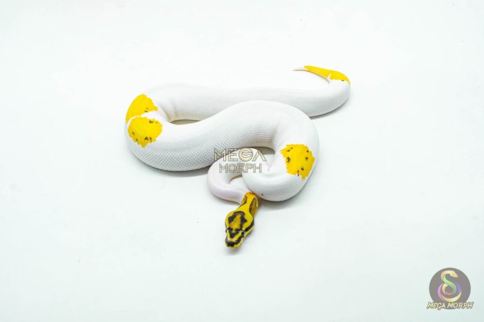 6049-3-1.jpg 6049 0.1 ORANGE DREAM LEOPARD FIRE YELLOW BELLY PIED - Image 3
