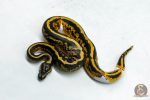 6050 1.0 YELLOW BELLY LEOPARD PIED