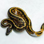6050 1.0 YELLOW BELLY LEOPARD PIED