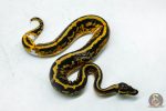 6050 1.0 YELLOW BELLY LEOPARD PIED - Image 2