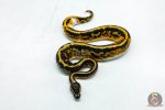 6050 1.0 YELLOW BELLY LEOPARD PIED - Image 3