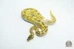 6054 0.1 ENCHI FIREFLY PIED