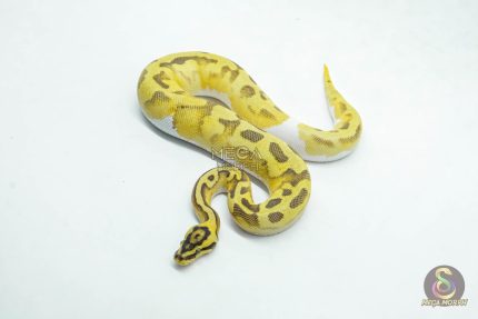6054 0.1 ENCHI FIREFLY PIED