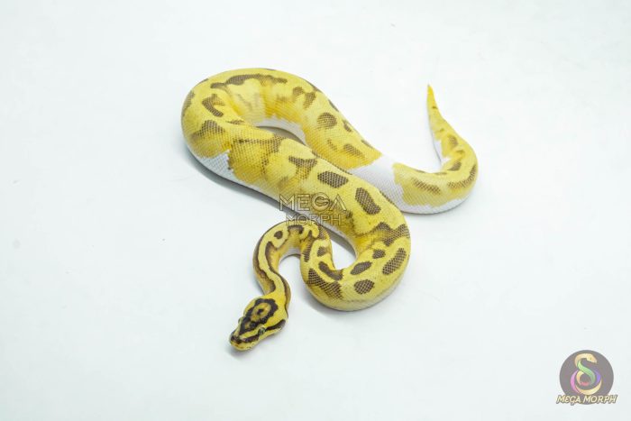6054-1-1.jpg 6054 0.1 ENCHI FIREFLY PIED - Image 1