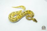 6054 0.1 ENCHI FIREFLY PIED - Image 2