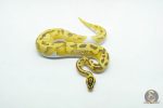 6054 0.1 ENCHI FIREFLY PIED - Image 3