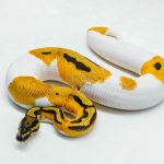 6055 1.0 SUPER ORANGE DREAM PIED