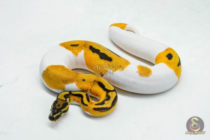6055 1.0 SUPER ORANGE DREAM PIED