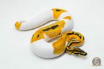 6055 1.0 SUPER ORANGE DREAM PIED - Image 2