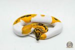 6055 1.0 SUPER ORANGE DREAM PIED - Image 3