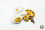 6058 0.1 SUPER ORANGE DREAM PIED - Image 2