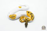 6058 0.1 SUPER ORANGE DREAM PIED - Image 3