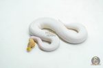 6061 1.0 CORAL GLOW BLACK PASTEL PIELD (เจอในตู้)