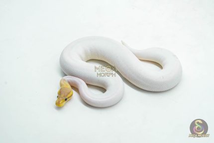 6061 1.0 CORAL GLOW BLACK PASTEL PIELD (เจอในตู้)