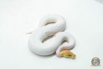 6061 1.0 CORAL GLOW BLACK PASTEL PIELD (เจอในตู้) - Image 2