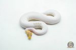 6061 1.0 CORAL GLOW BLACK PASTEL PIELD (เจอในตู้) - Image 3
