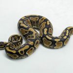 6105 0.1 YELLOW BELLY HET 100% PIED