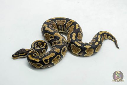 6105 0.1 YELLOW BELLY HET 100% PIED