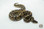 6105 0.1 YELLOW BELLY HET 100% PIED - Image 2