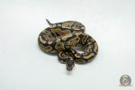 6105 0.1 YELLOW BELLY HET 100% PIED - Image 3