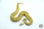 6108 1.0 LEOPARD PASTEL FIRE YELLOW BELLY CLOWN