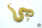 6108 1.0 LEOPARD PASTEL FIRE YELLOW BELLY CLOWN - Image 2