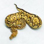 6111 1.0 FIRE YELLOW BELLY CLOWN