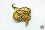 6111 1.0 FIRE YELLOW BELLY CLOWN - Image 2