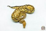 6111 1.0 FIRE YELLOW BELLY CLOWN - Image 3