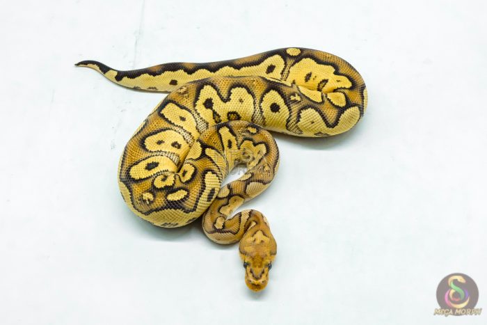 6111-3-1.jpg 6111 1.0 FIRE YELLOW BELLY CLOWN - Image 3