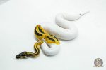 6117 1.0 ORANGE DREAM PIED