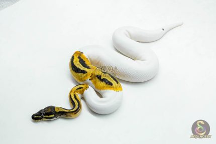 6117 1.0 ORANGE DREAM PIED