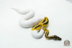 6117 1.0 ORANGE DREAM PIED - Image 2
