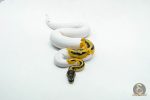 6117 1.0 ORANGE DREAM PIED - Image 3