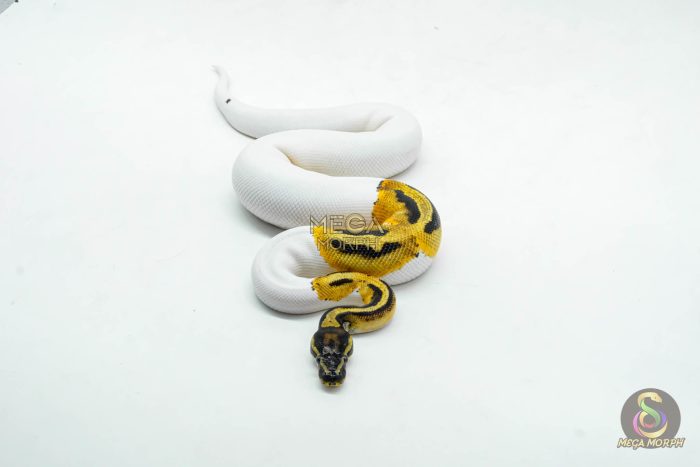 6117-3-1.jpg 6117 1.0 ORANGE DREAM PIED - Image 3