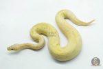 6118 1.0 BANANA PASTEL CALICO CLOWN POSS ORANGE DREAM