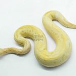 6118 1.0 BANANA PASTEL CALICO CLOWN POSS ORANGE DREAM