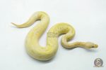 6118 1.0 BANANA PASTEL CALICO CLOWN POSS ORANGE DREAM - Image 2