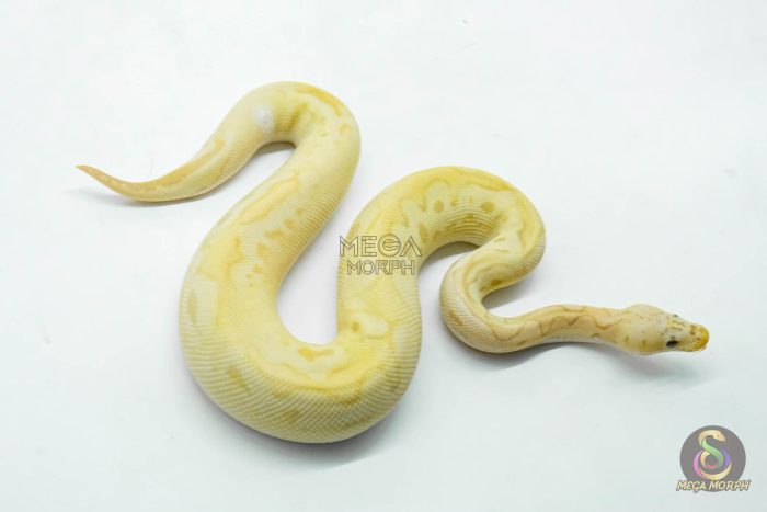 6118-2-1.jpg 6118 1.0 BANANA PASTEL CALICO CLOWN POSS ORANGE DREAM - Image 2