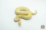 6118 1.0 BANANA PASTEL CALICO CLOWN POSS ORANGE DREAM - Image 3