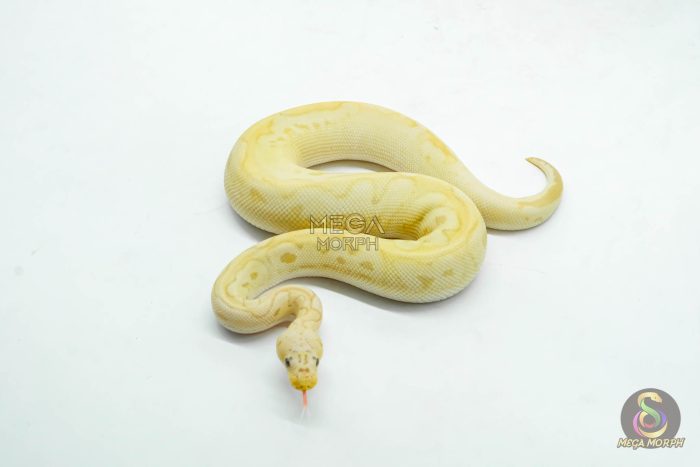 6118-3-1.jpg 6118 1.0 BANANA PASTEL CALICO CLOWN POSS ORANGE DREAM - Image 3